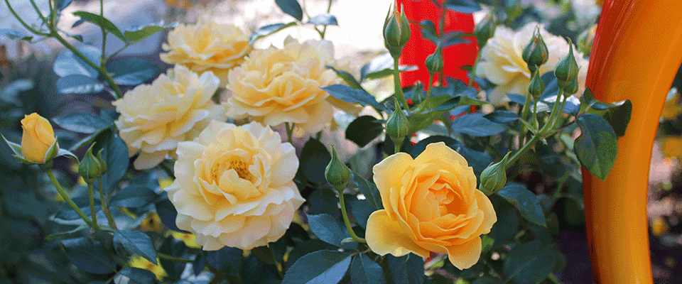 dozen roses