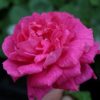 Rose American Beauty