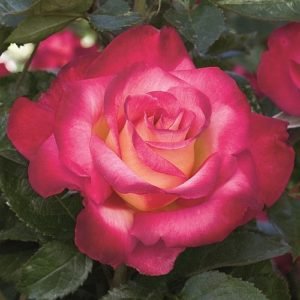 Hybrid Teas & Grandifloras Archives - Page 2 of 5 - High Country Roses