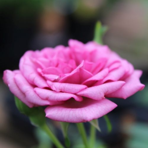 Small Tea Roses - Lavender — CaljavaOnline