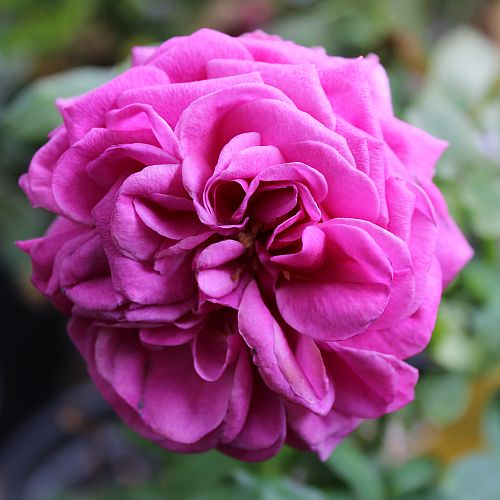 Top Secret Dutch Rose at Rs 120/piece, Chikkajogihalli, Bellary