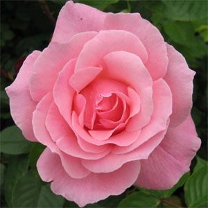 Queen Elizabeth Roses for Sale