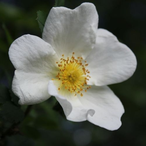 Rosa spinosissima 'Grandiflora', Rosa spinosissima 'Grandif…
