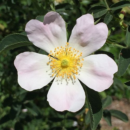 Rosa Pimpinellifolia, the Burnet Rose ,Scotch Rose, Which is